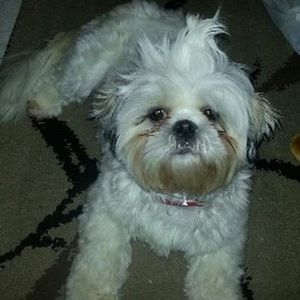 Meet your Posher, Penny